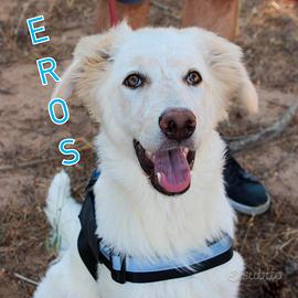 Eros: cucciolo vivace e giocherellone