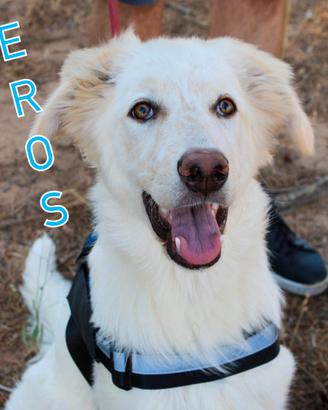 Eros: cucciolo vivace e giocherellone