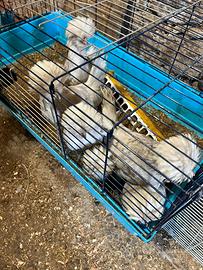 Galline padovane