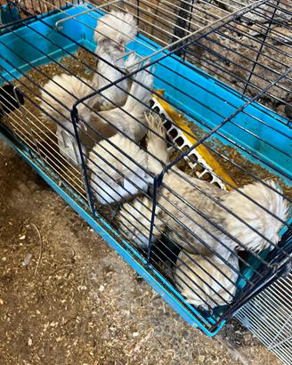 Galline padovane