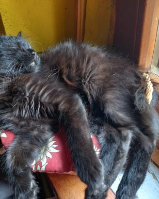 Gatto nero pelo lungo