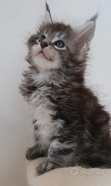 Maine Coon Maschio