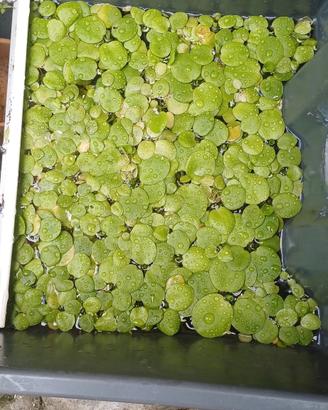 piante galleggianti acquario