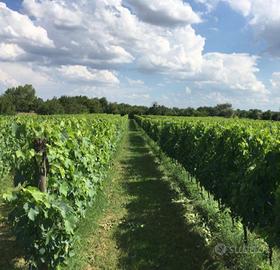 Vigneto sangiovese e canaiolo