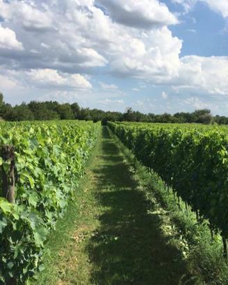 Vigneto sangiovese e canaiolo