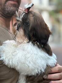 Shih tzu