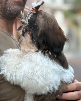 Shih tzu