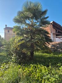 palme
