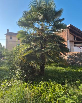 palme