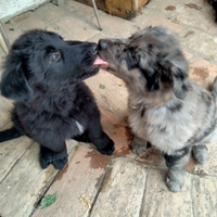 Pastore della Lessinia e Lagorai