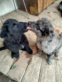 Pastore della Lessinia e Lagorai