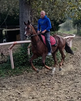 Cavalla mezzosangue