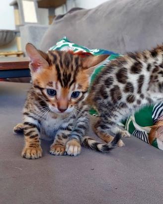 Gattini Bengala con Pedigree ANFI