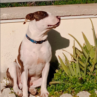 Splendido Amstaff di 2 anni