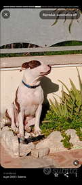 Splendido Amstaff di 2 anni