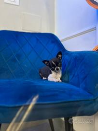Cucciola Chihuahua mini black and white