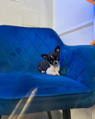 Cucciola Chihuahua mini black and white