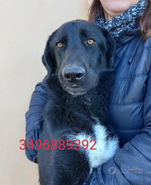 Gaghy in canile senza colpa