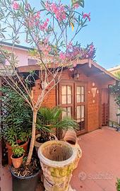 Palma e vasi centenari 