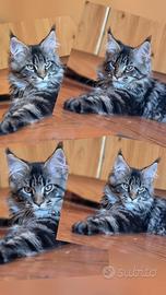 Maincoons cuccioli