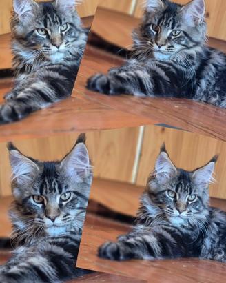 Maincoons cuccioli