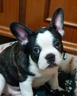 Bouledogue francese