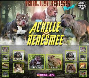 Cucciolo American bully pocket top