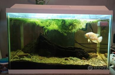 Acquario BluBios acquario genius 40 bianco