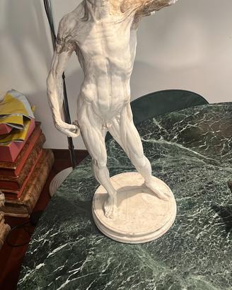 Ecorché Scorticato statua gesso modello anatomico
