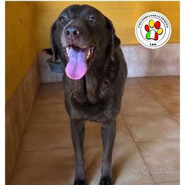 MAYA splendida Labrador chocolate