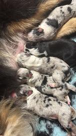 Pastore australiano/ Australian Shepperd