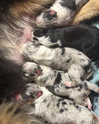 Pastore australiano/ Australian Shepperd