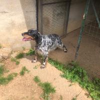 Cane setter inglese