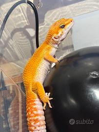Geko leopardino vari morph