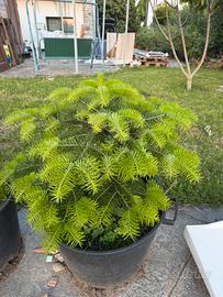 Abete pino Abies normandiana albero di Natale