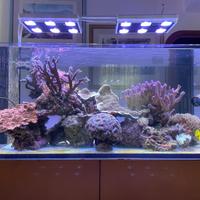Acquario Marino