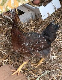 Gallina millefiori