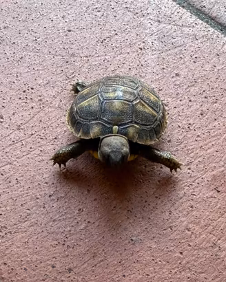 Tartaruga di terra