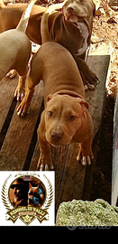 American pitbull ukc unici in Italia