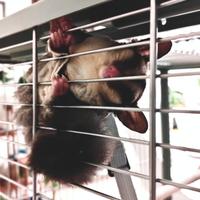 Petauro delle zucchero femmina