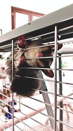 Petauro dello zucchero femmina