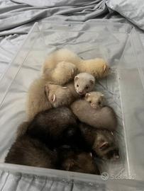 Cuccioli furetto
