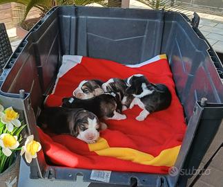 Beagle cuccioli