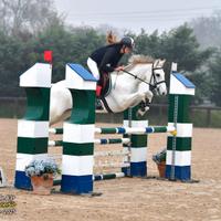 Pony irlandese anno 2010