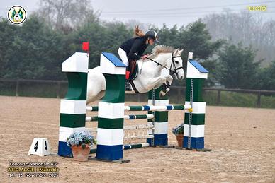 Pony irlandese anno 2010