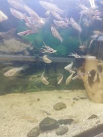 Guppy