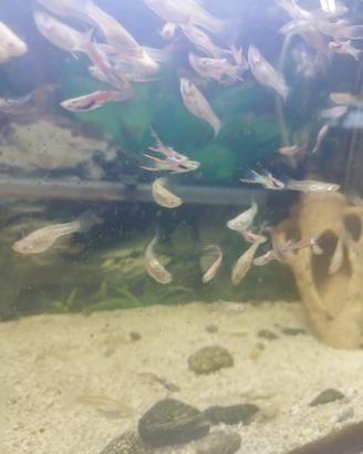 Guppy