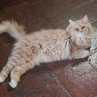 Hosting per gatto maschio siberiano rosso con pedi