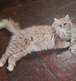 Hosting per gatto maschio siberiano rosso con pedi