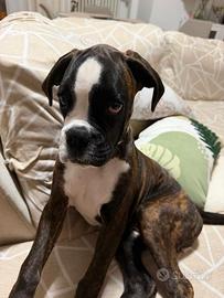 Cucciola di boxer
